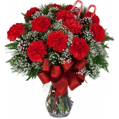 Flaming Red Carnations