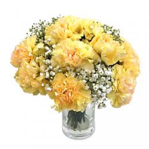 Pretty Yellow Carnation