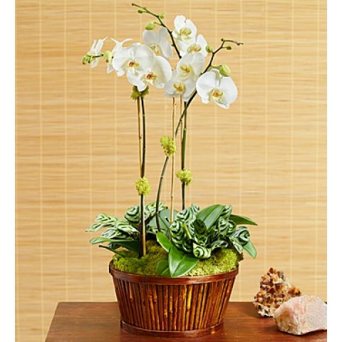 White Orchid Bamboo Garden