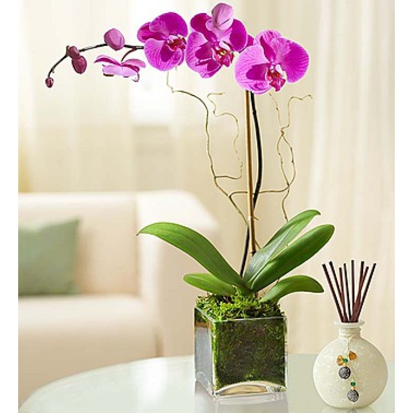 Orchid Gift Bag Luxury Stylish Floral Arrangement Eco-Friendly Delicate Design